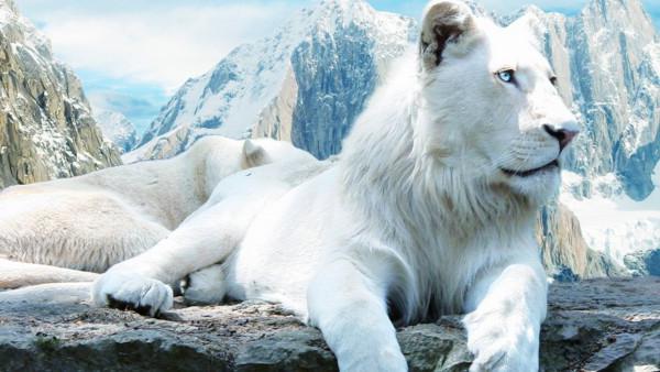 biały lew