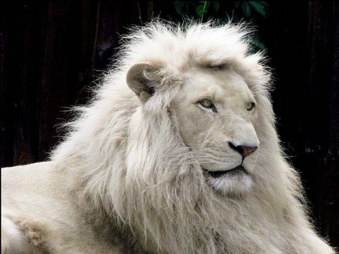 снимка на бели лъвове