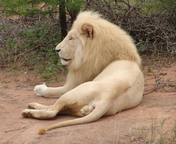 снимка на бял лъв