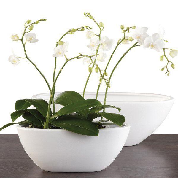 bílá orchidej v hrnci