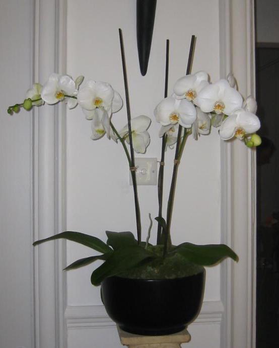 bela orhideja phalaenopsis