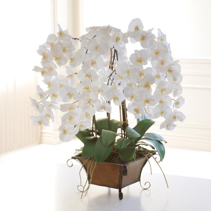 biała orchidea mała