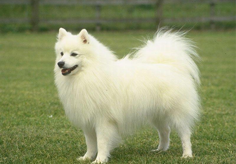 pes belo pomerjansko