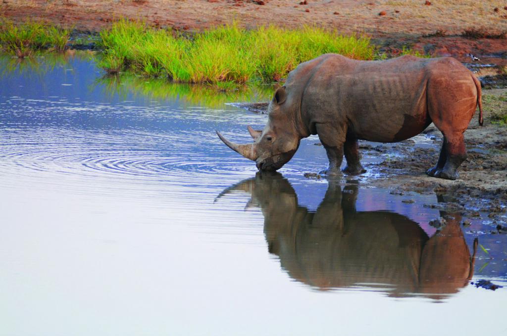 Bijeli nosorog na mjestu za zalijevanje