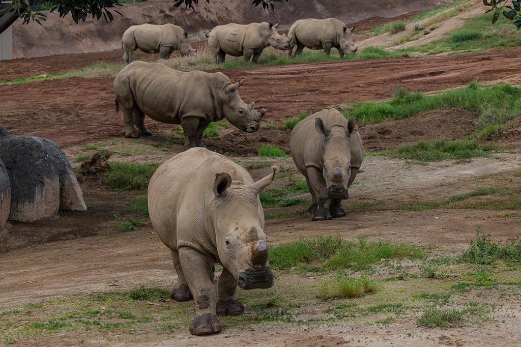 Skupina bijelih nosoroga