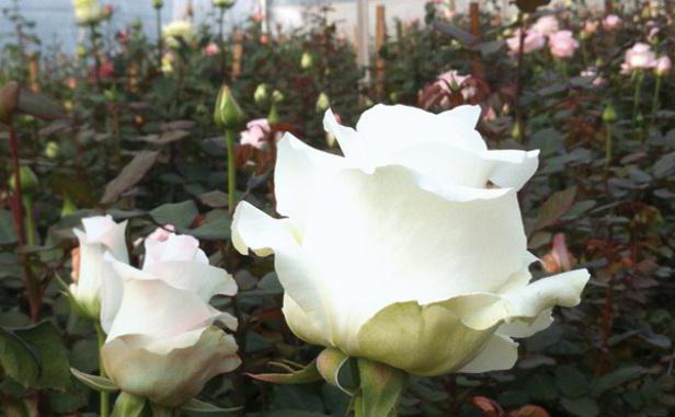 бели рози в сън