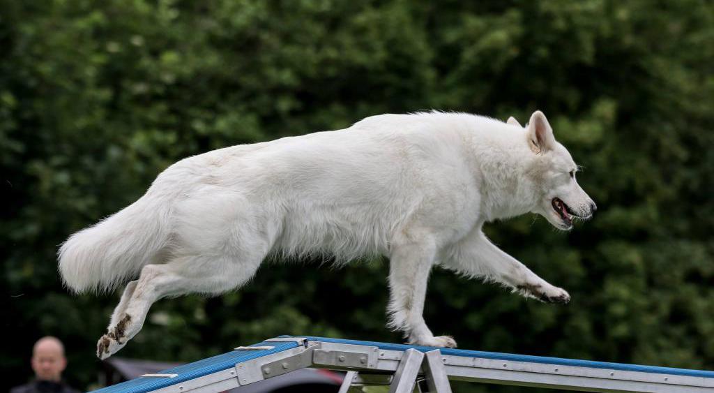 cane da pastore svizzero bianco
