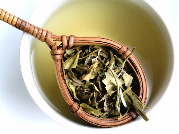 Jak parzyć białą herbatę