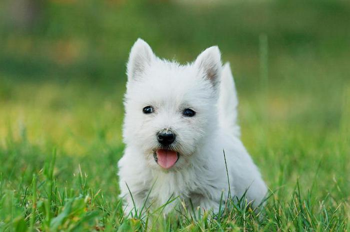 razza terrier bianco