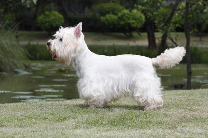 Descrizione della razza White Terrier