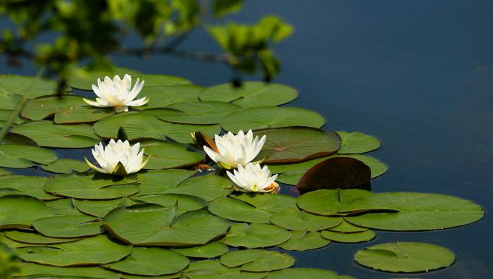 vodní lilie bílá