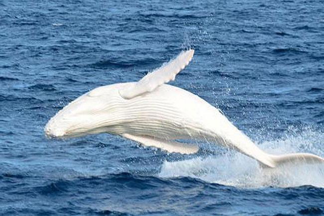 Che aspetto ha una balena bianca?