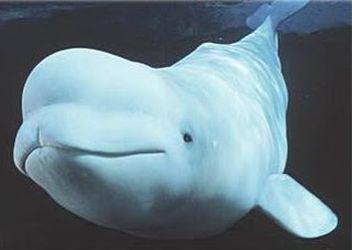 Бял кит