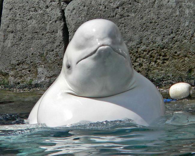 Fotografia wieloryba białego