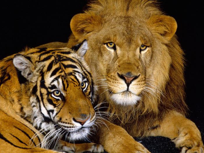 Ко је већи - лав или тигар?