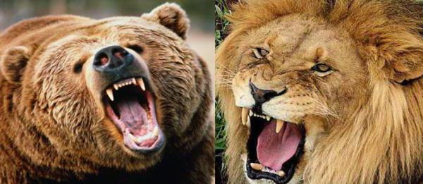 kto jest silniejszy niż niedźwiedź lub lew