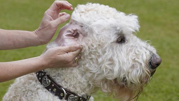 pes se pogosto praska po ušesih in strese z glavo
