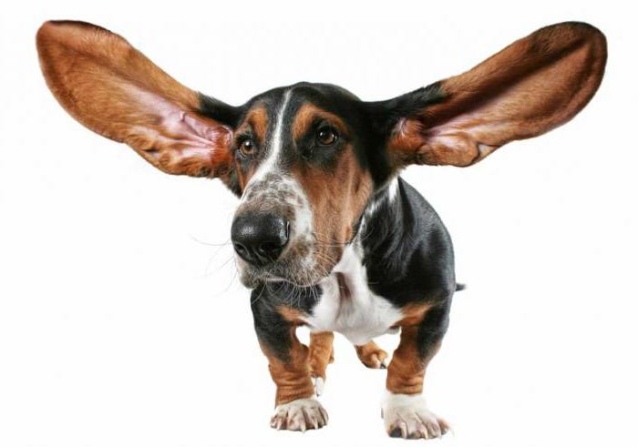 pes škrábe uši a zavrtí hlavou