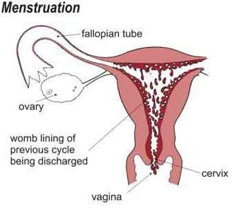 издърпване на долната част на корема след менструални причини