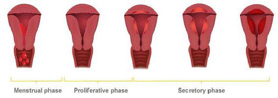 след менструация издърпва долната част на корема и отделя