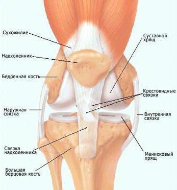 bol u zglobovima koljena i ispod