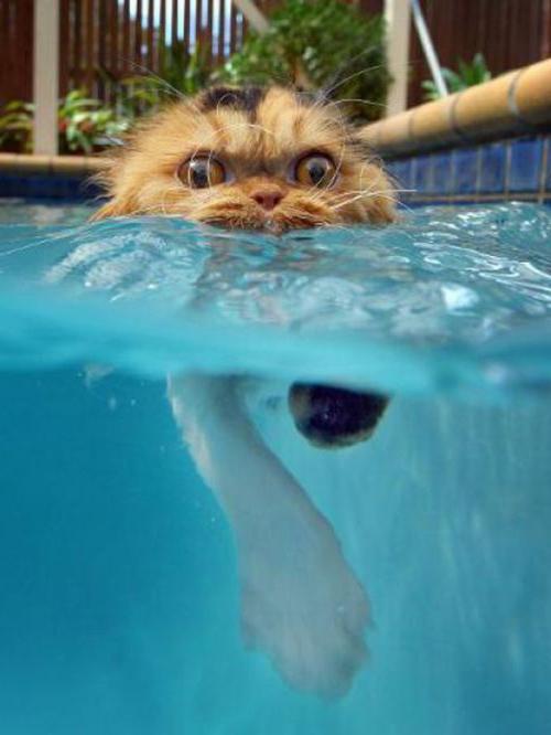 zakaj se mačke bojijo vode