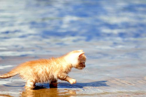 gatti sott'acqua