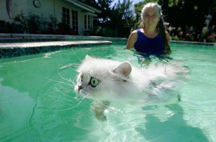 zakaj mačke ne marajo vode