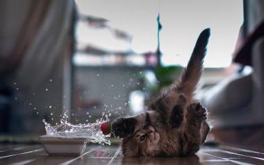 породи котки, които обичат вода