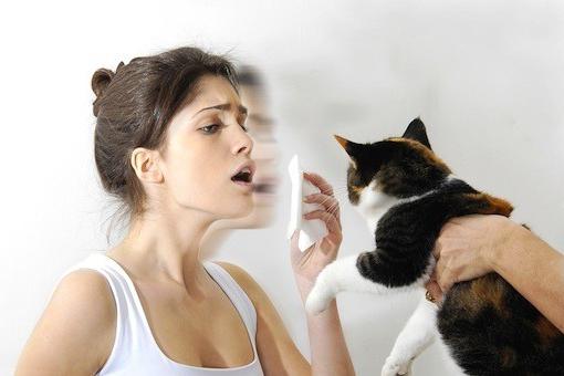 alergie na kočky