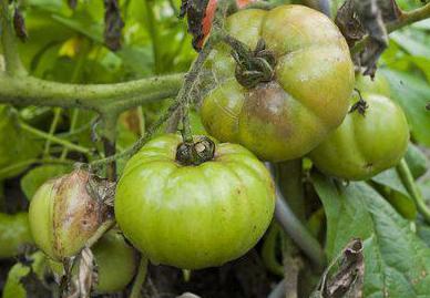 pocrniti stabljike rajčica