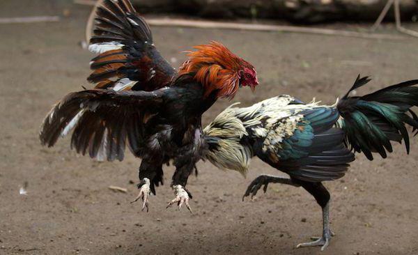 Dlaczego kurczaki dziobią kurczaki