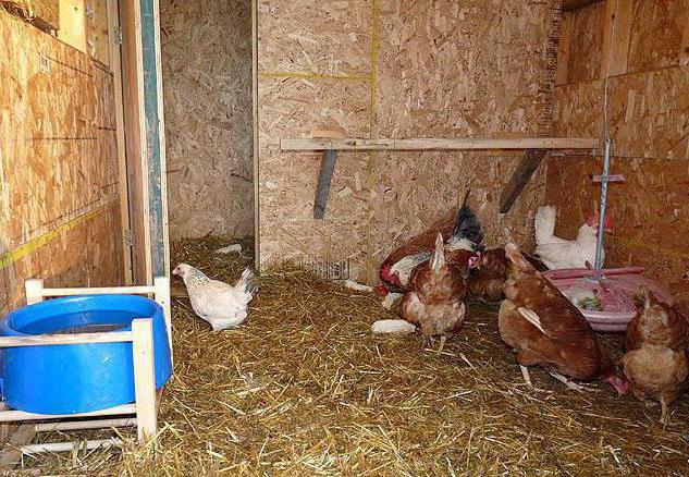 Zakaj kokoši kljuvajo piščance
