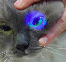 gli occhi di gatto sono molto acquosi