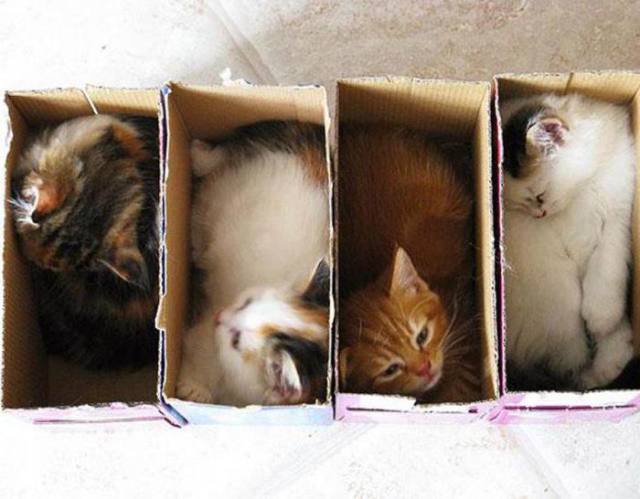 Perché i gatti amano le scatole