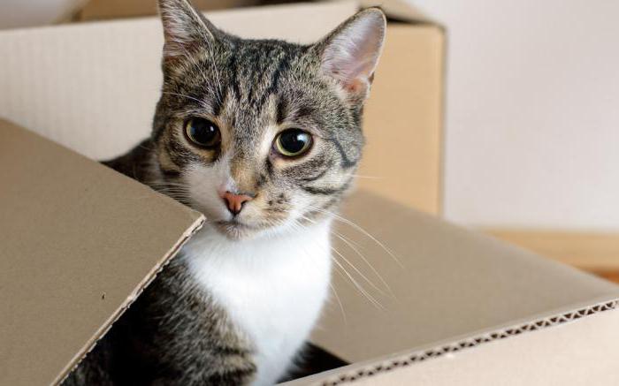 Perché i gatti si arrampicano in scatole
