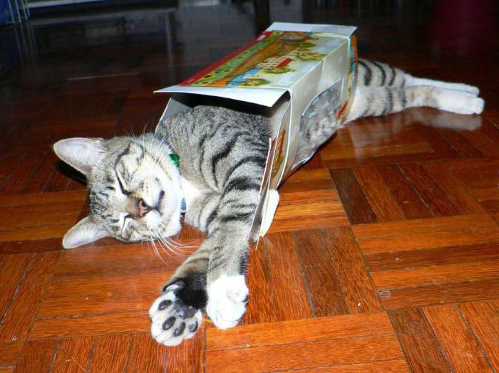 Perché i gatti amano scatole e pacchi