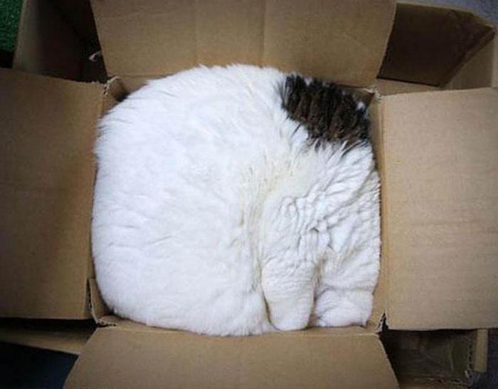 Perché i gatti amano dormire in scatole