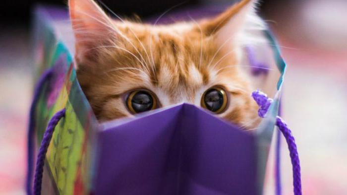 Dlaczego koty lubią pudełka