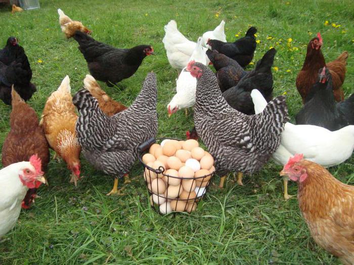пилетина носи јаја без љуске него да се храни