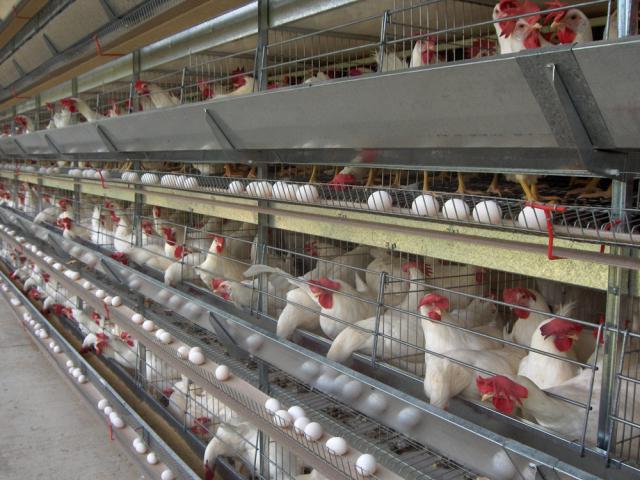 vitamíny pro výrobu kuřecích vajec