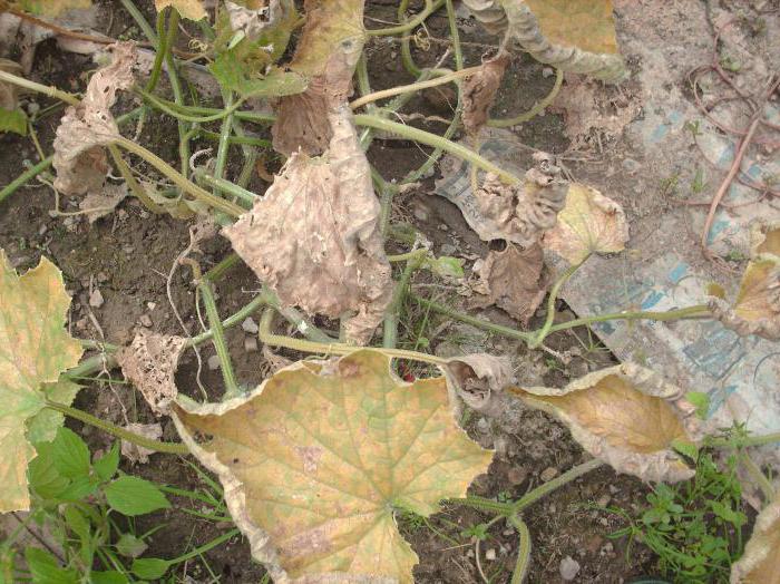 cosa trattare i cetrioli in modo che le foglie non ingialliscano