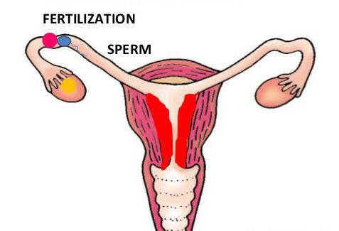 zakaj menstruacija poteka v krvnih strdkih
