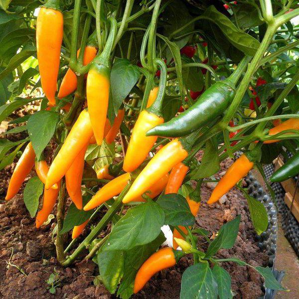 zakaj paprike padejo v rastlinjake