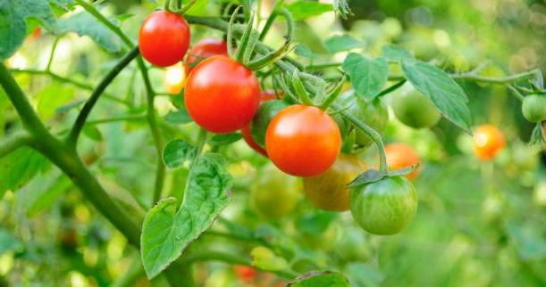 Защо доматите се свиват листа