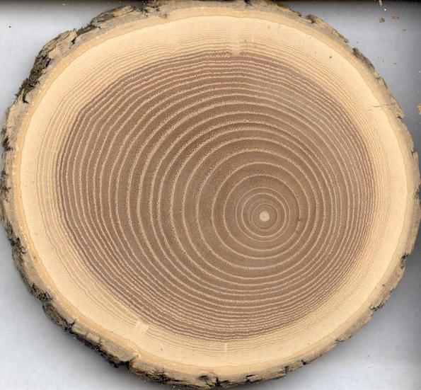 gęstość drzewa
