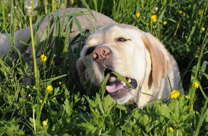 защо едно куче яде трева