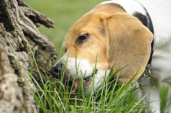 dlaczego pies je trawę na zewnątrz