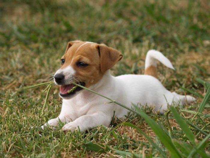зашто пас једе шаш трава