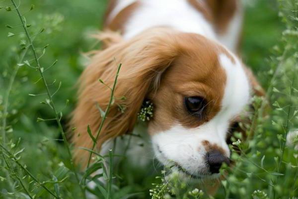 защо едно куче яде трева и след това повръща